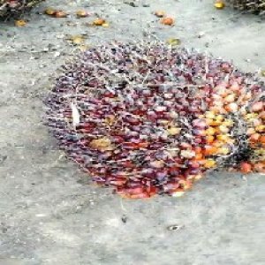 ripe_train (1203).jpg