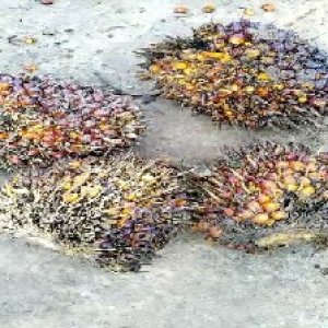 ripe_train (1208).jpg