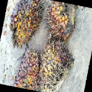 ripe_train (1209).jpg