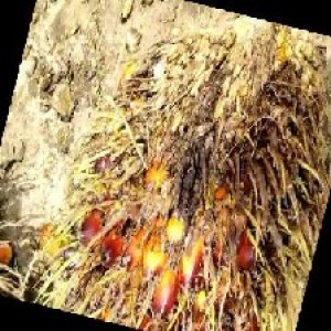 ripe_train (121).jpg