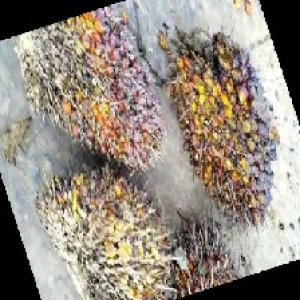 ripe_train (1212).jpg