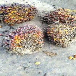 ripe_train (1215).jpg