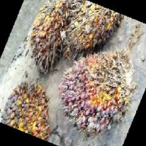 ripe_train (1217).jpg