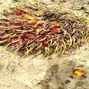 ripe_train (122).jpg