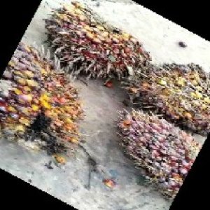 ripe_train (1222).jpg