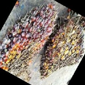 ripe_train (1237).jpg