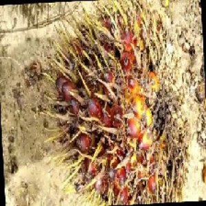 ripe_train (124).jpg