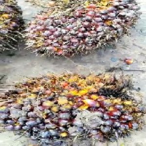 ripe_train (1242).jpg