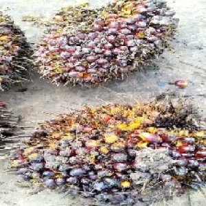 ripe_train (1244).jpg