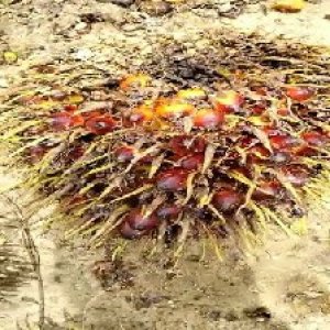 ripe_train (125).jpg