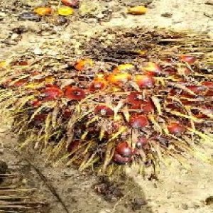 ripe_train (126).jpg