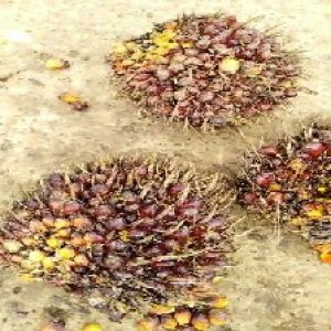 ripe_train (1265).jpg