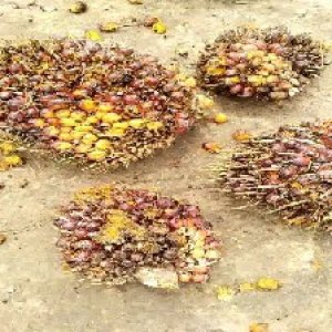 ripe_train (1287).jpg