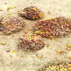 ripe_train (1288).jpg