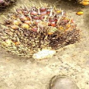 ripe_train (1296).jpg