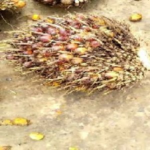 ripe_train (1299).jpg