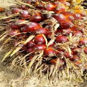 ripe_train (131).jpg