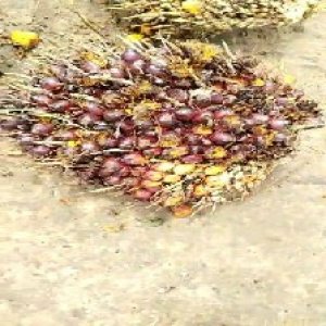 ripe_train (1332).jpg