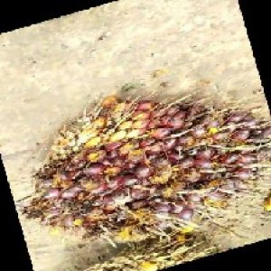 ripe_train (1333).jpg