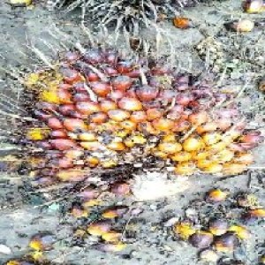 ripe_train (1346).jpg