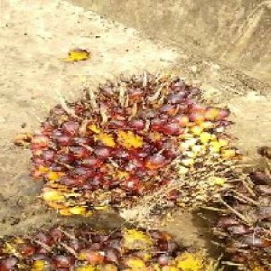 ripe_train (1380).jpg