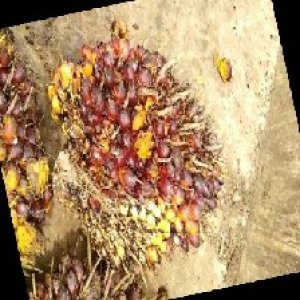 ripe_train (1381).jpg