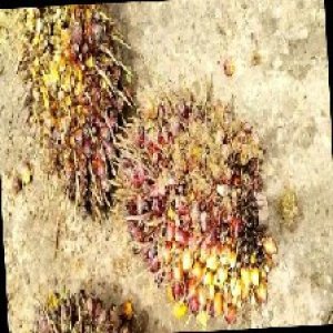 ripe_train (1396).jpg