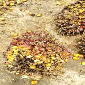 ripe_train (1400).jpg