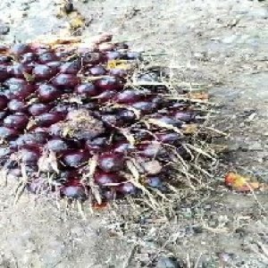 unripe_train (10).jpg