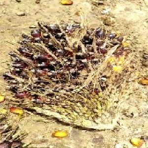 unripe_train (100).jpg