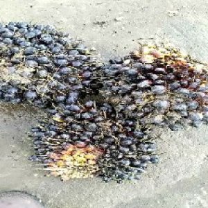 unripe_train (1014).jpg