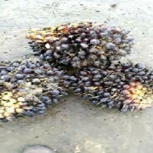 unripe_train (1017).jpg