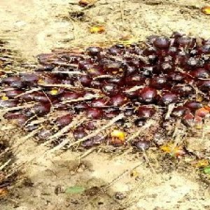 unripe_train (102).jpg