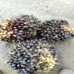 unripe_train (1021).jpg