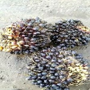 unripe_train (1023).jpg