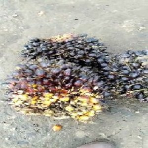 unripe_train (1030).jpg