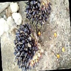 unripe_train (1039).jpg