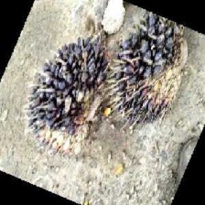 unripe_train (1042).jpg