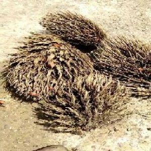 defect_valid (119).jpg