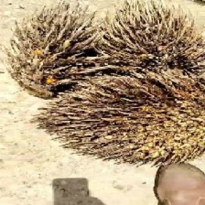 defect_valid (125).jpg