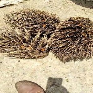 defect_valid (126).jpg