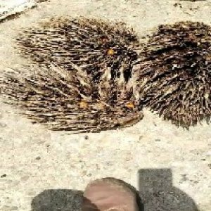 defect_valid (127).jpg