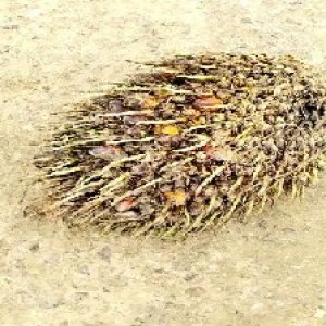 defect_valid (131).jpg