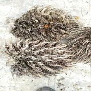 defect_valid (135).jpg