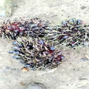 defect_valid (146).jpg