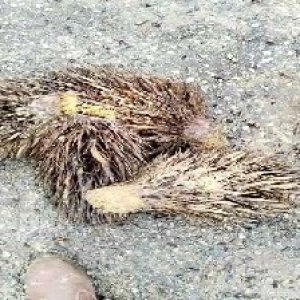 defect_valid (147).jpg