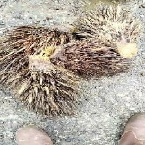 defect_valid (149).jpg