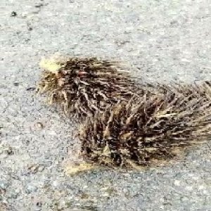 defect_valid (153).jpg