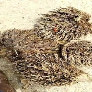 defect_valid (159).jpg