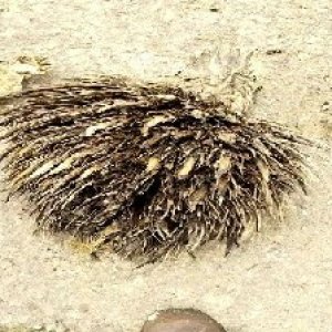 defect_valid (161).jpg